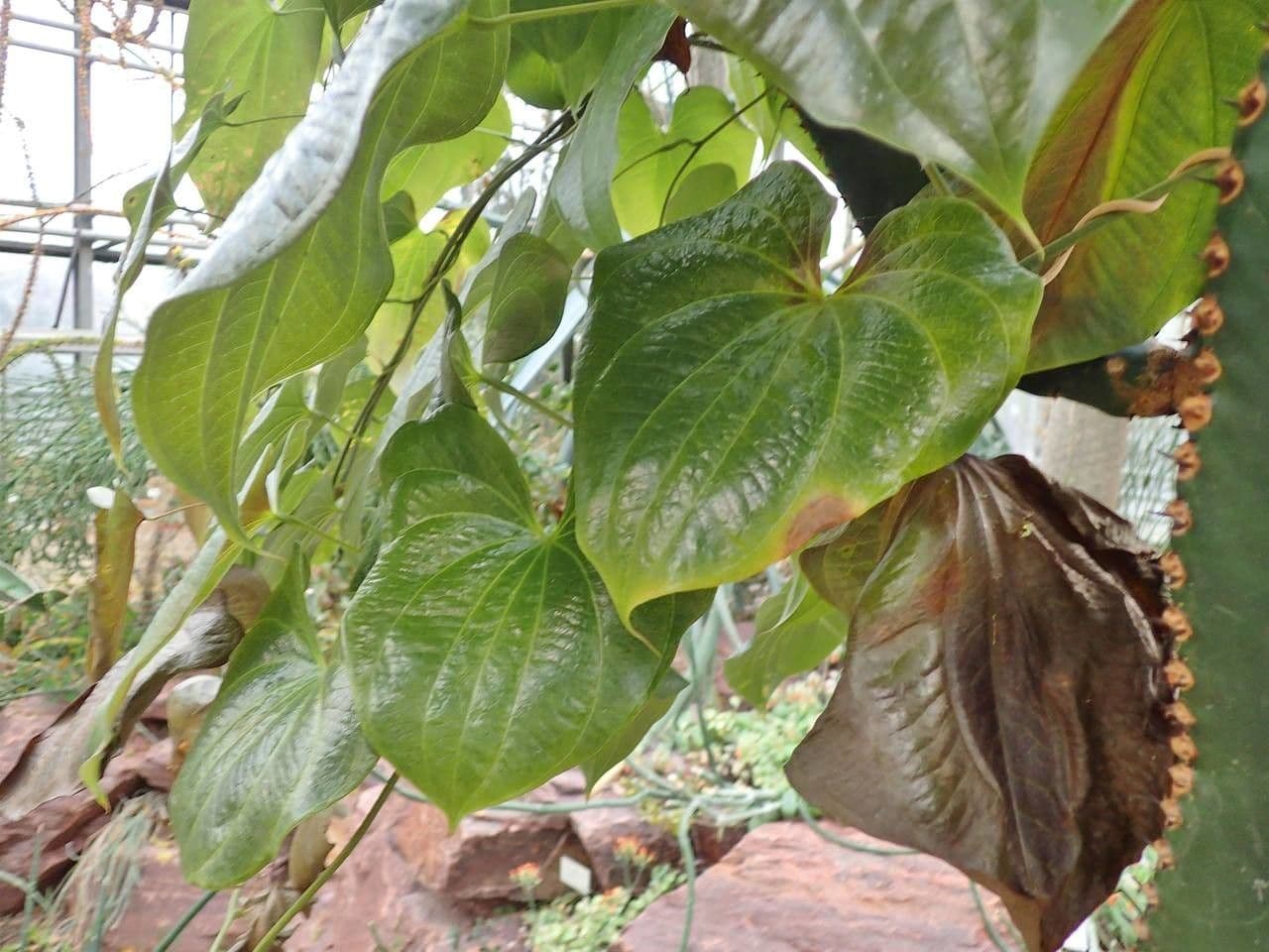 Dioscorea 12