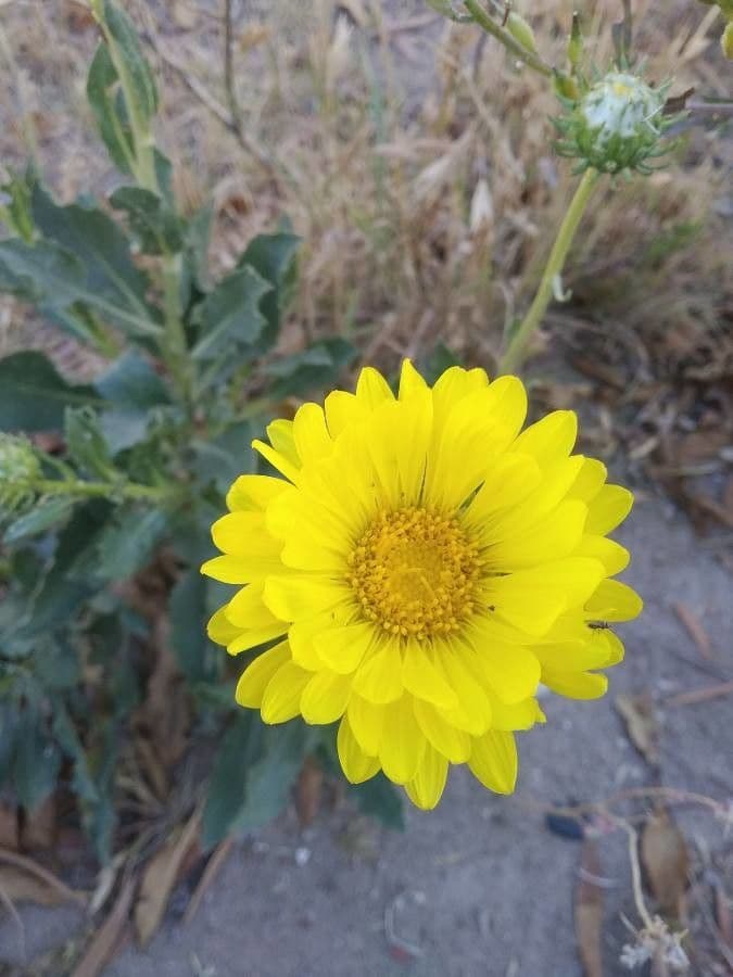 Grindelia chiloensis 4
