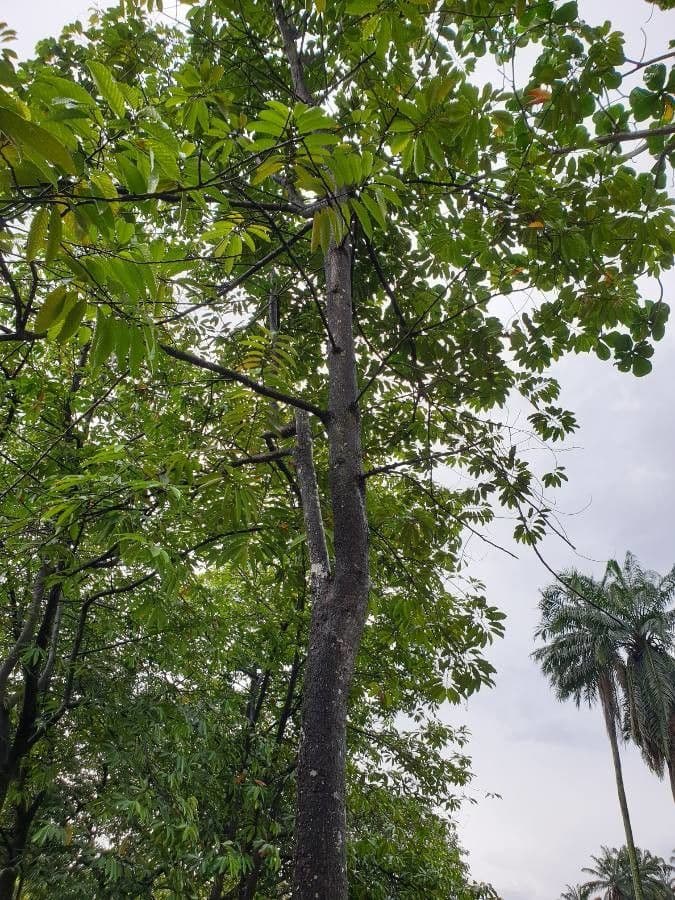Dipterocarpus 2