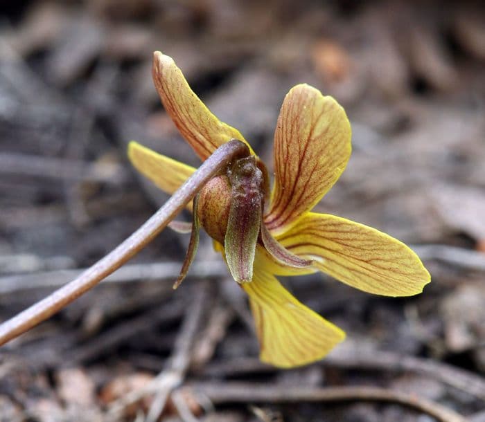 Viola di Shelton 4
