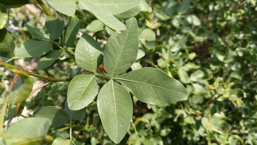 Pistacia 3