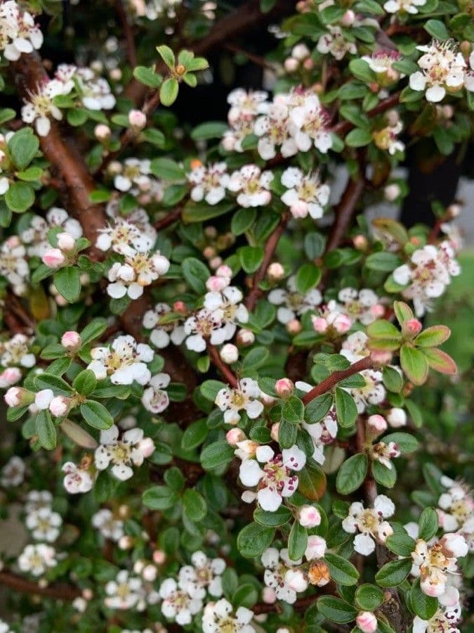 Cotoneaster 8