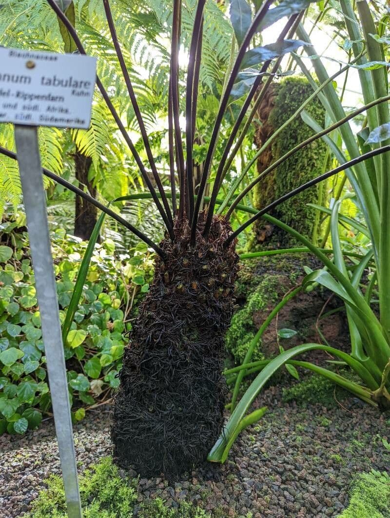 Blechnum 11