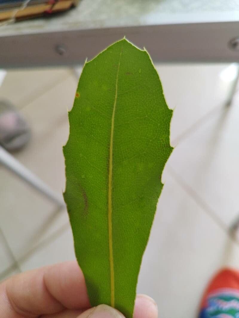 Maytenus 13