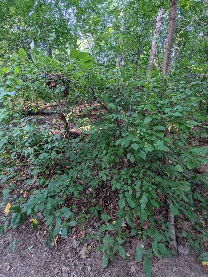Lindera benzoin 13