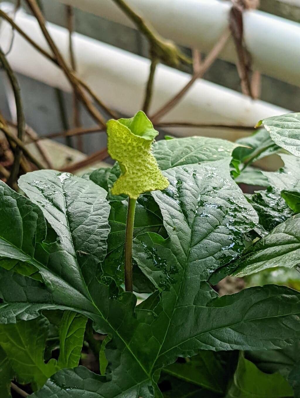 Contrayerba 7