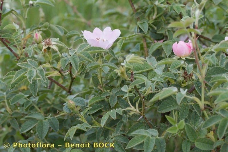 Rosa tomentosa 13