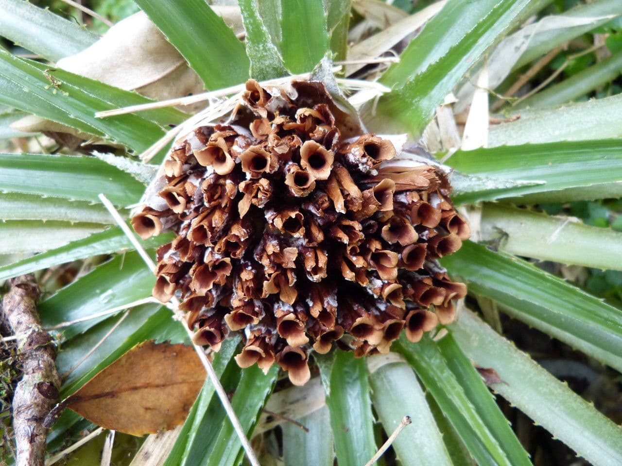 Fascicularia