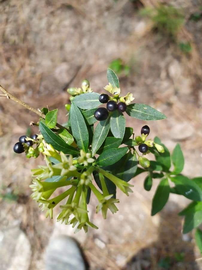 Cestrum