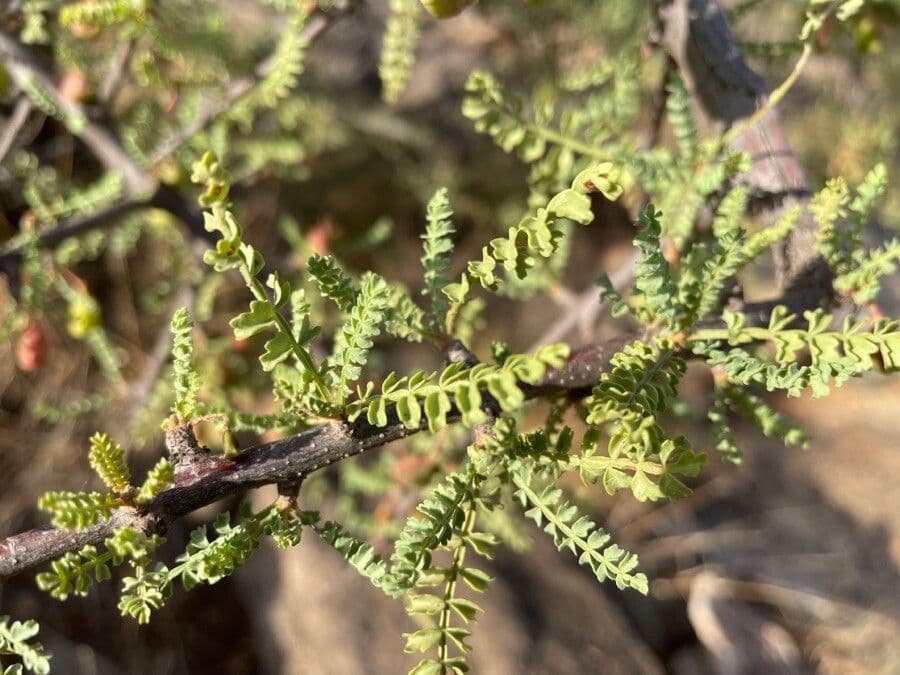 Lannea alata 3