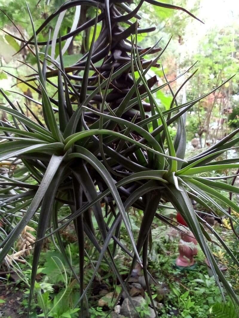 Tillandsia 10