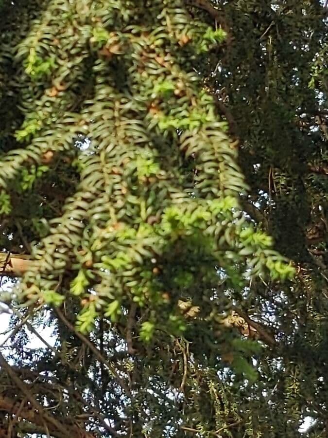 Tsuga diversifolia 6