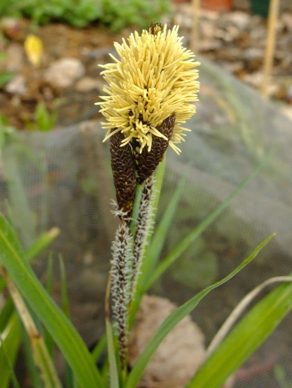 Cárex 7