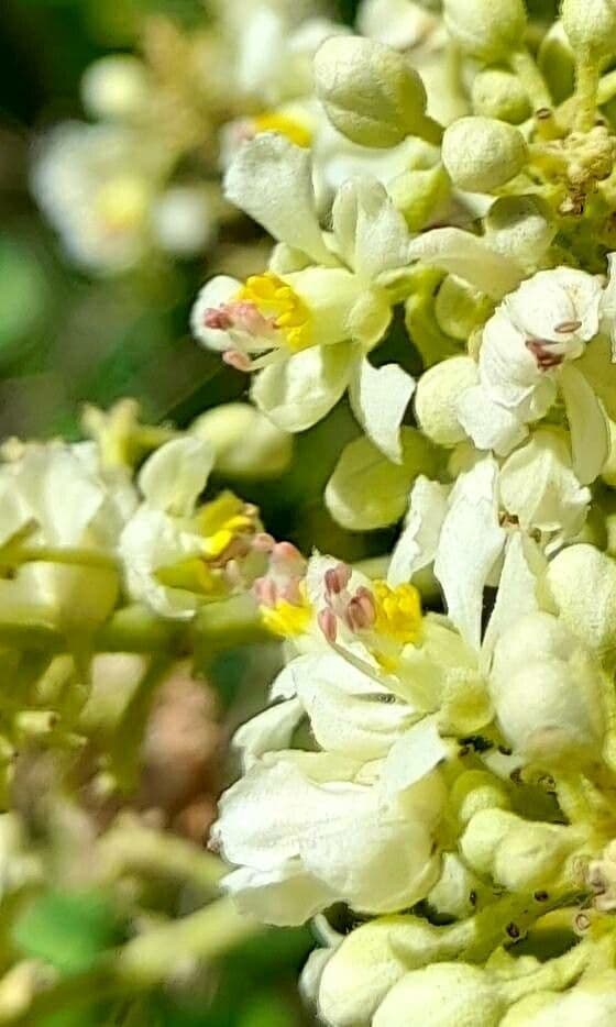 Serjania glabra 2