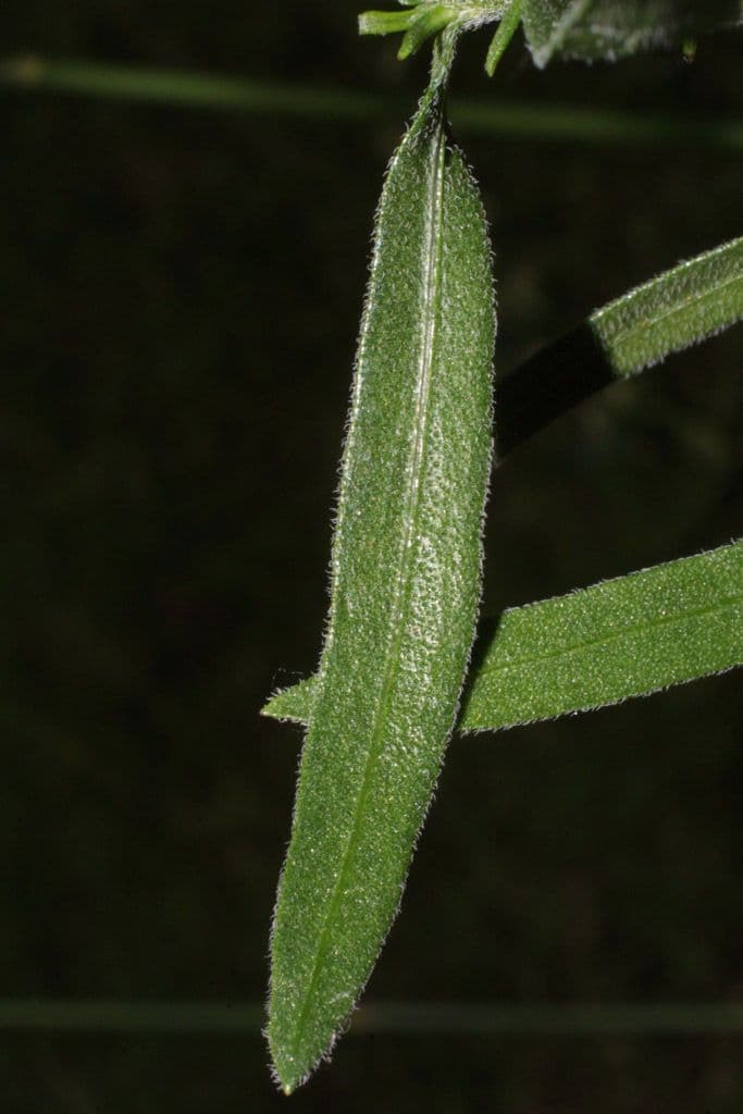 Liatris aspra 13
