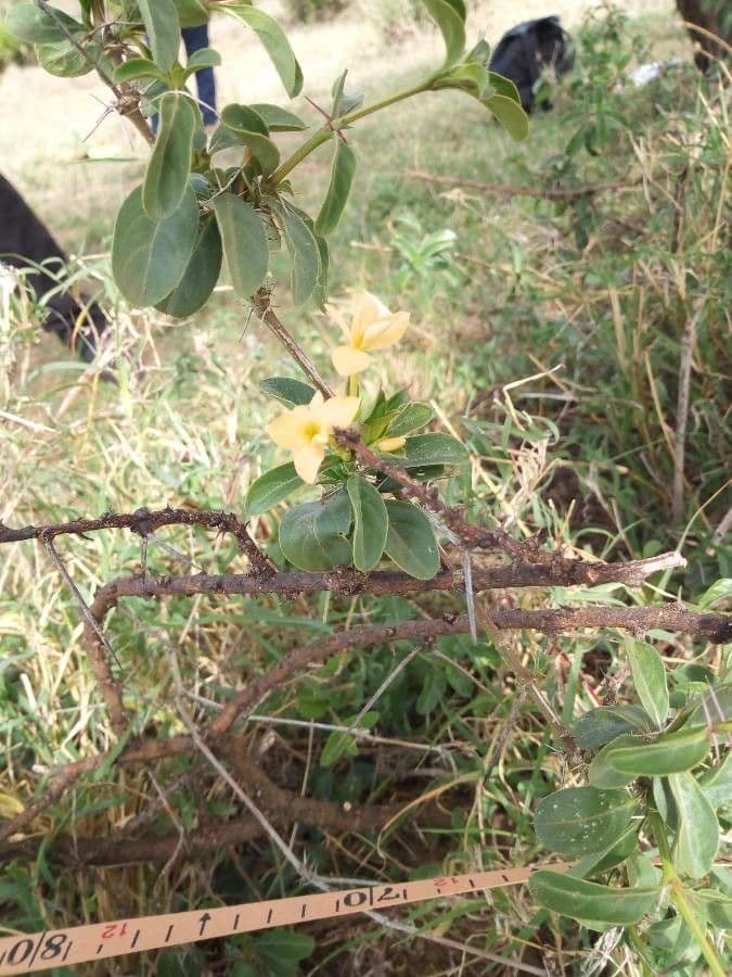 Barleria 10