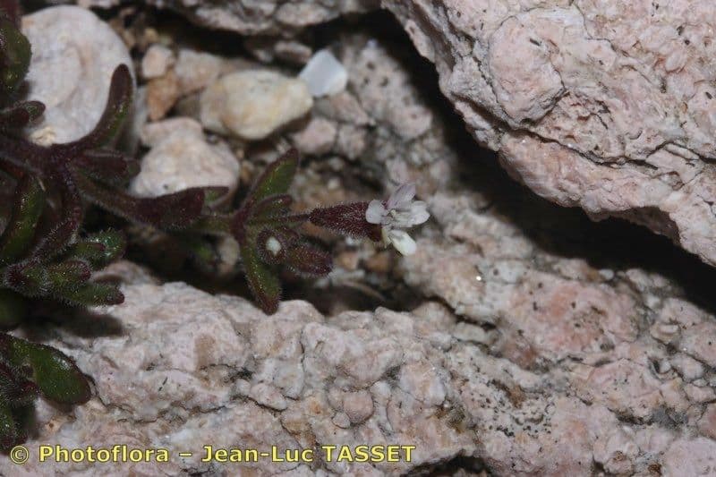 Silene sedoides 21