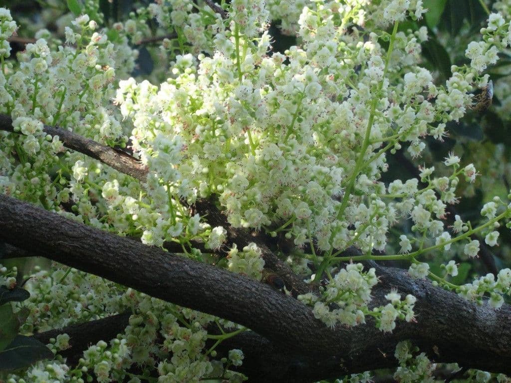 Cupaniopsis 3