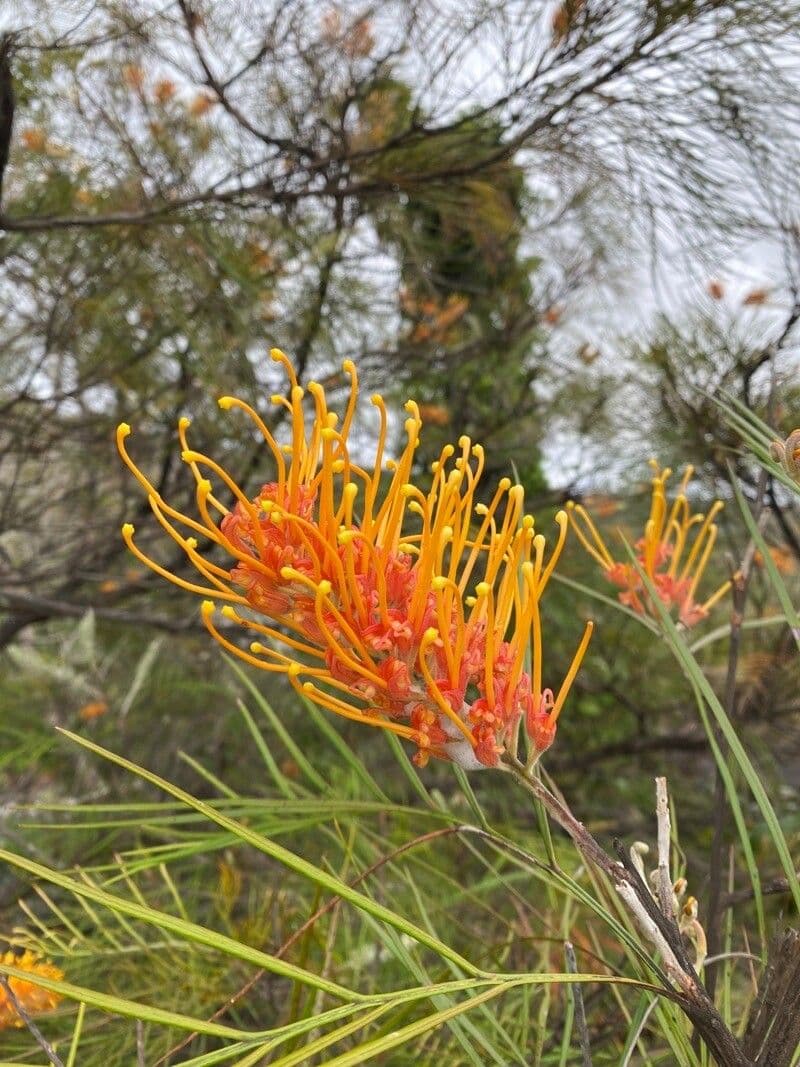 Gold-Grevillea 5