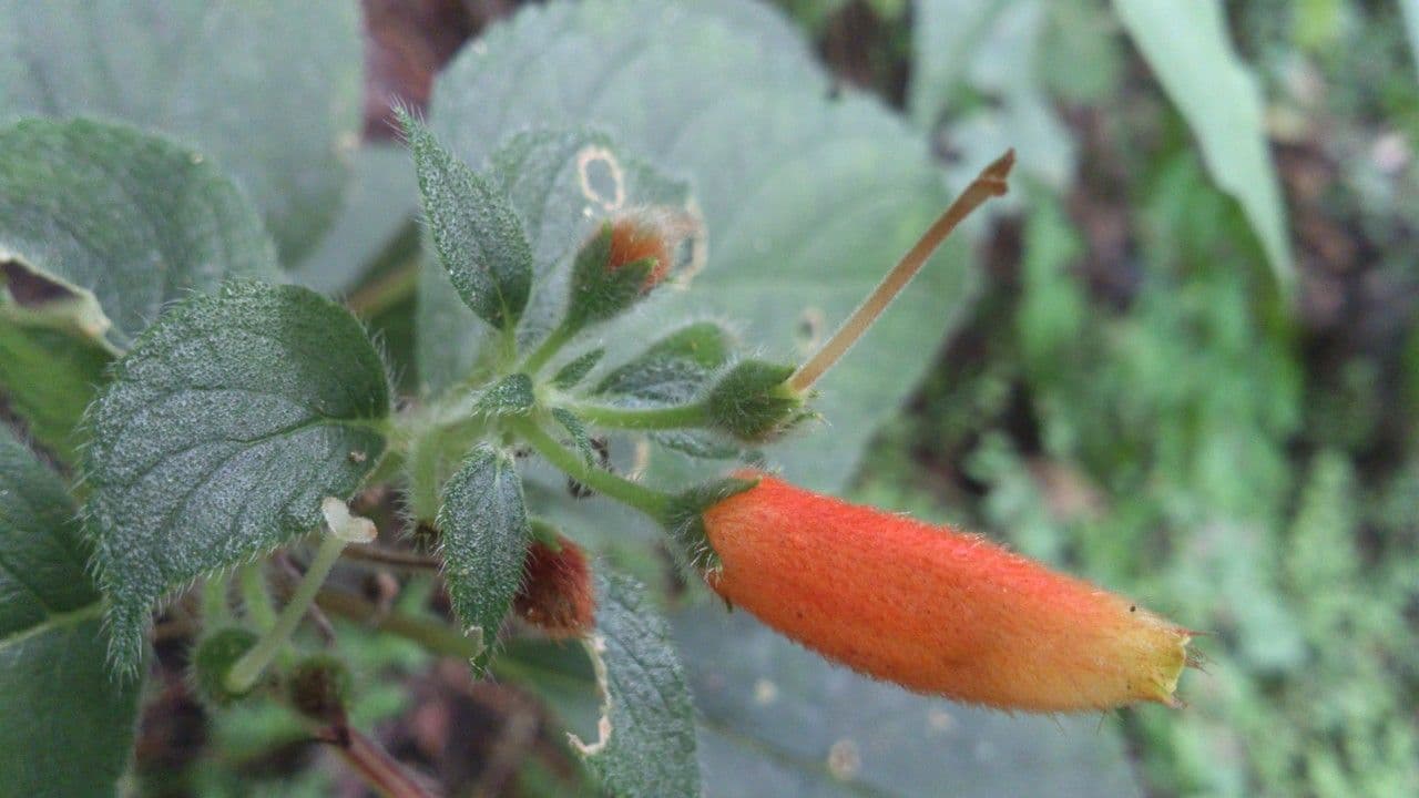 Kohleria 5