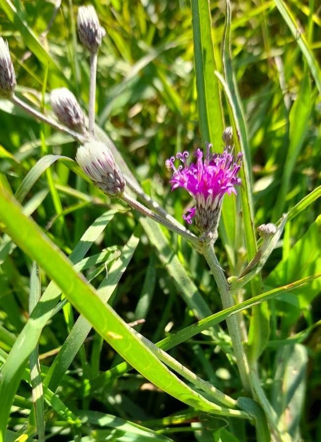 Lessingianthus rubricaulis 5
