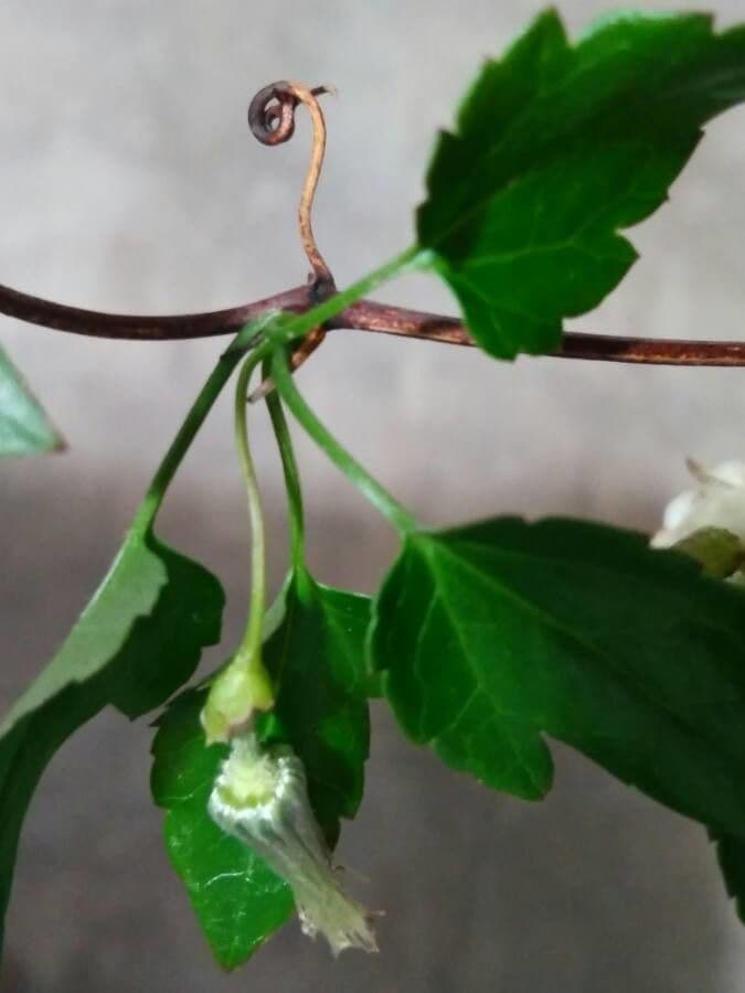 Clematis cirrhosa 30