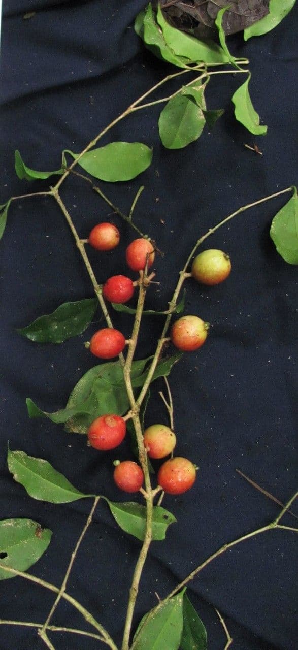 Eugenia 4