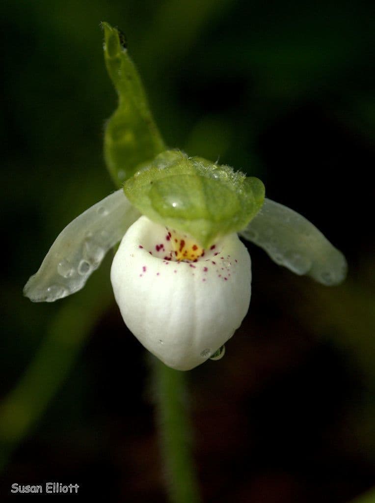 Cipripedio passerino 5