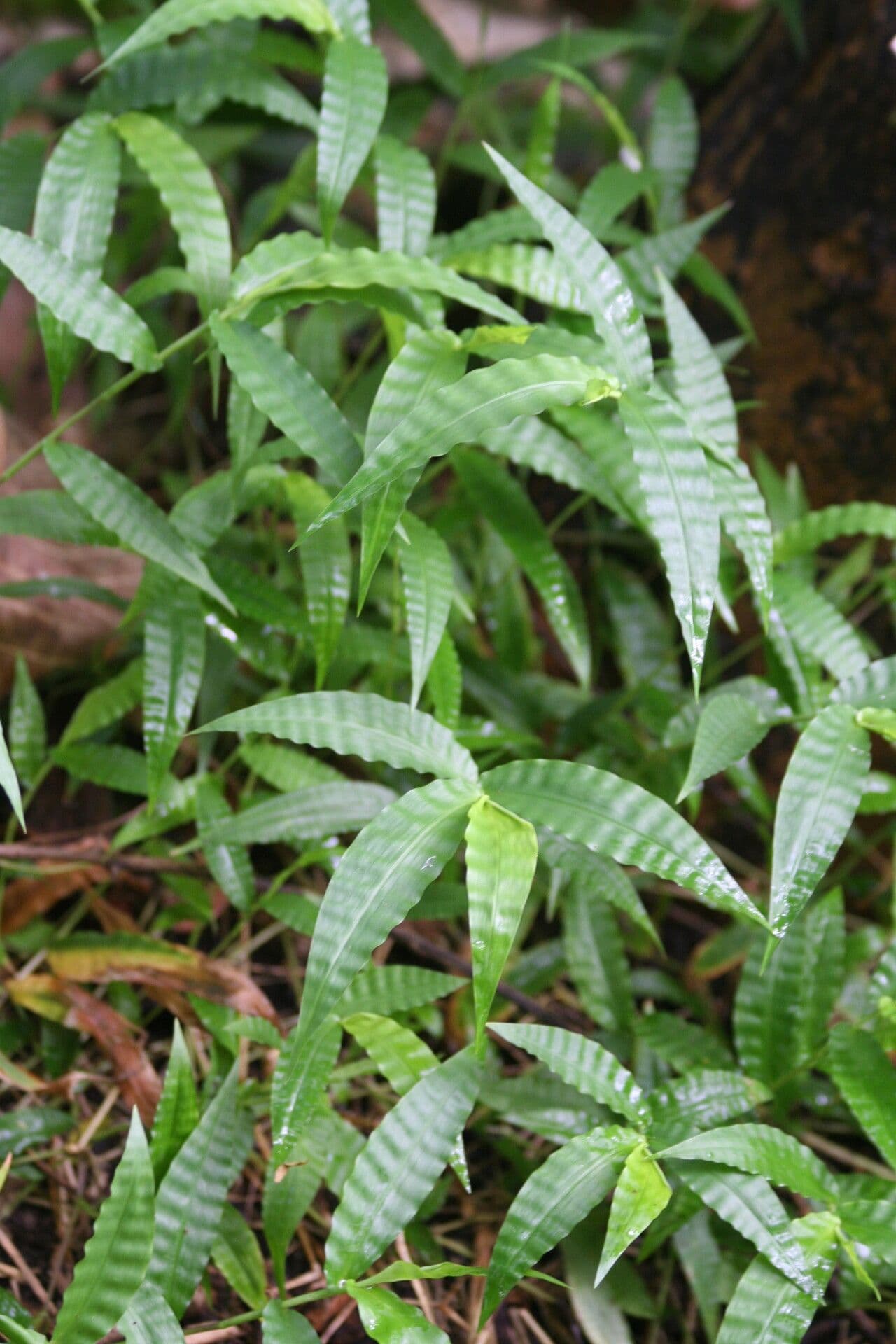 Erba cesto