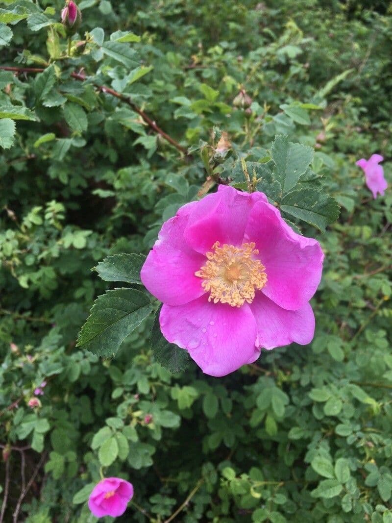 Woods-Rose 24