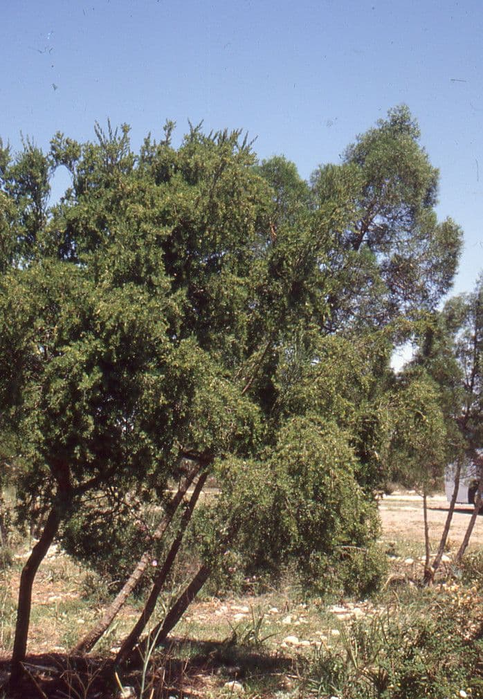 Sandarakbaum 12