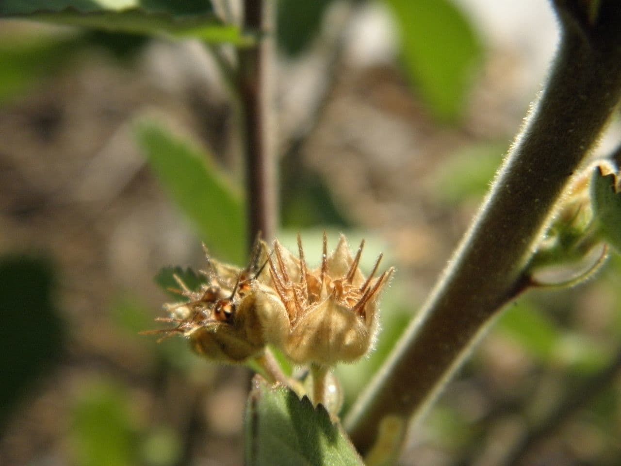 Sida cordifolia 3