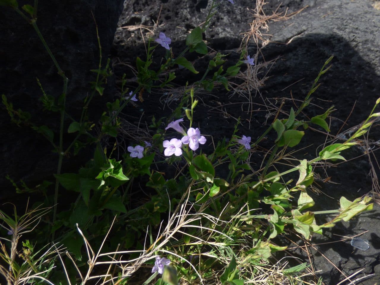 Violeta china 14