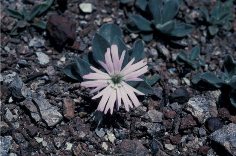 Silene di Hooker 3