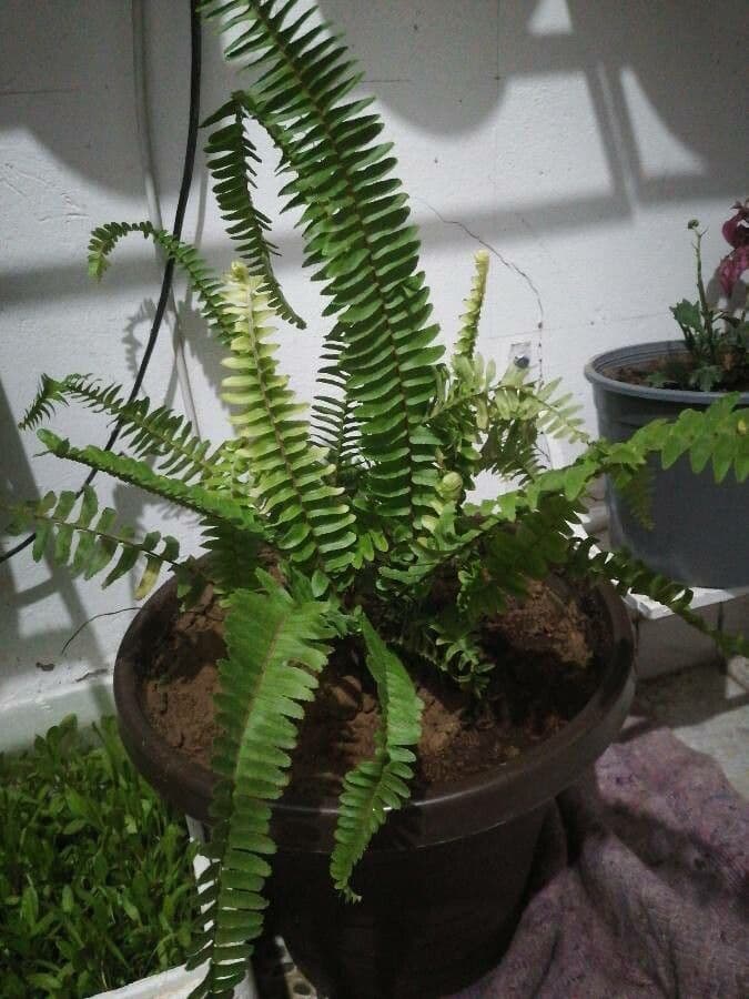 Nephrolepis cordifolia 19