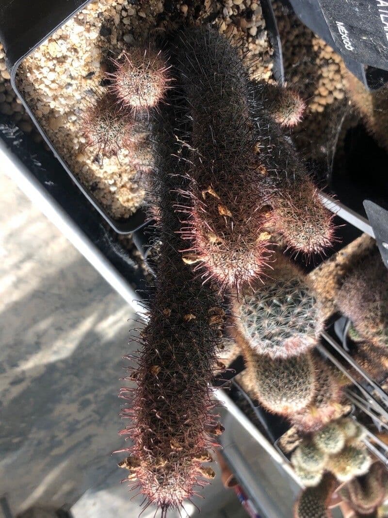 Cactus di Mazatlán 3