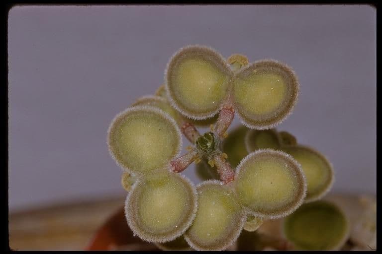 Dithyrea californica 2