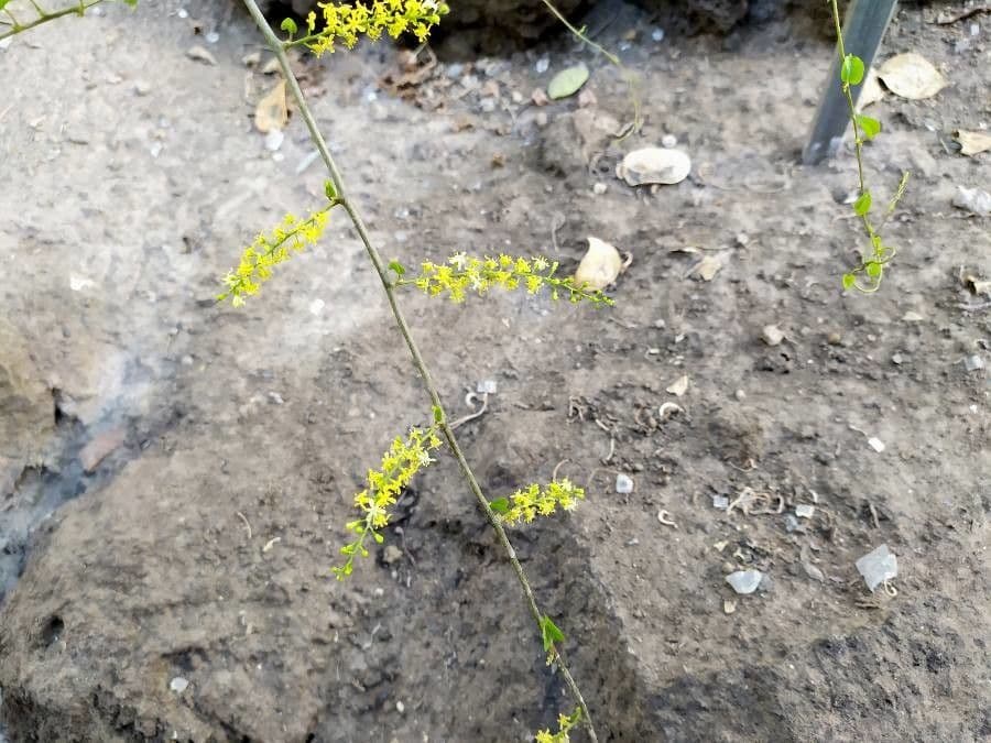 Dioscorea 7