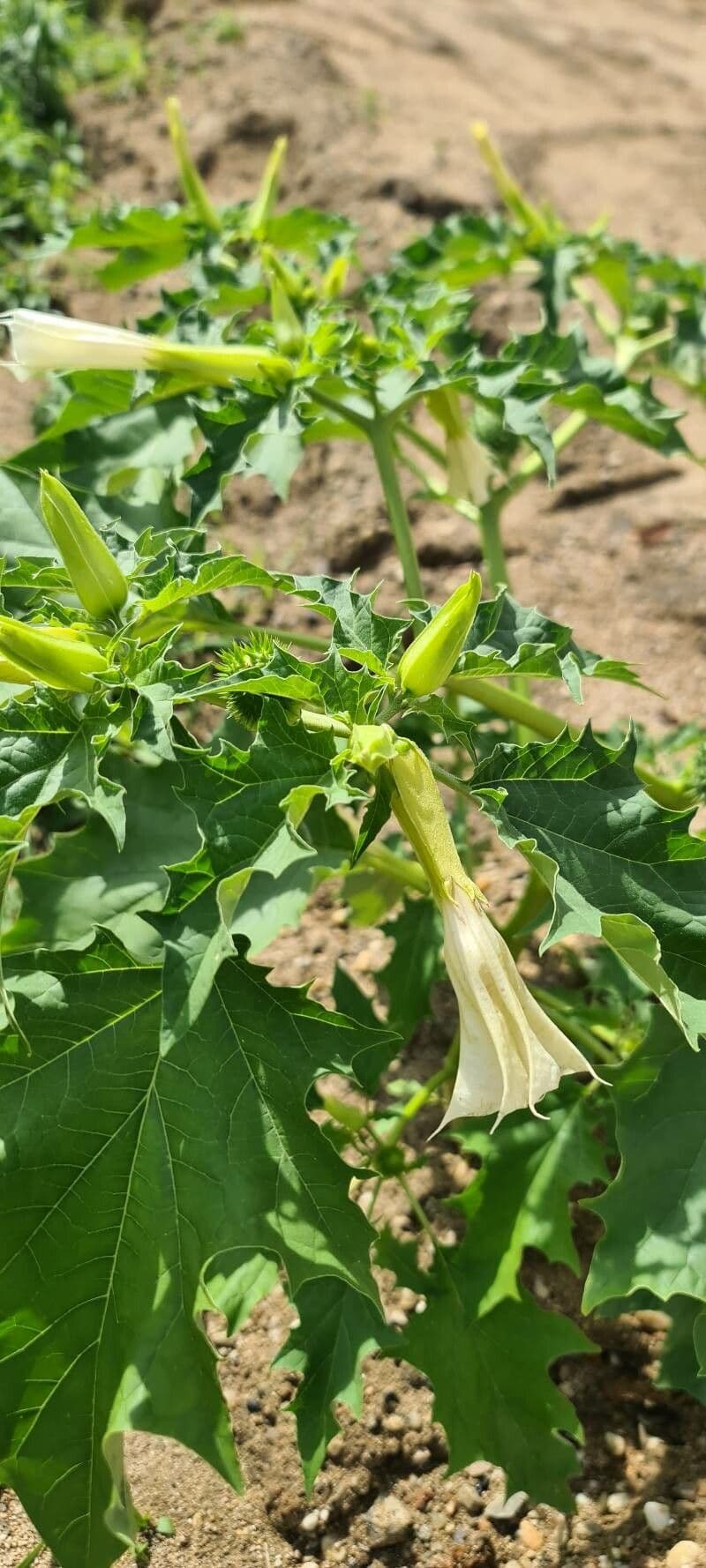 Datura 9