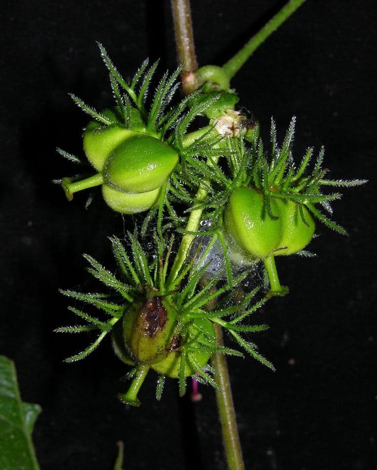 Dalechampia dioscoreifolia