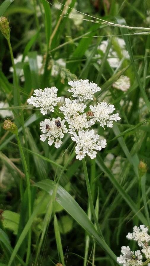 Oenanthe pimpinelloides 7