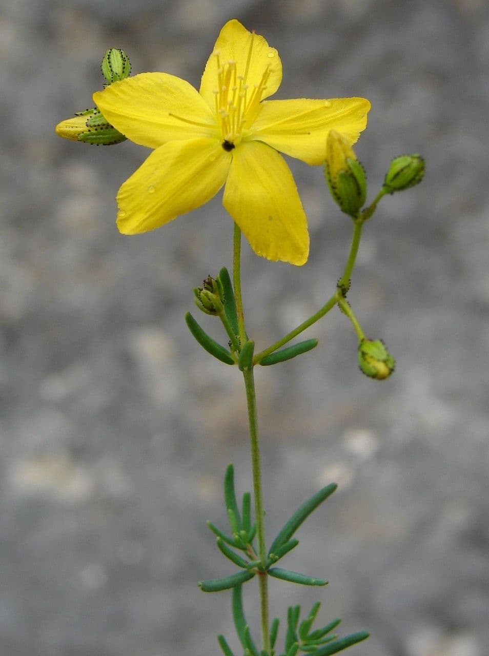 Hipérico de Coris 3