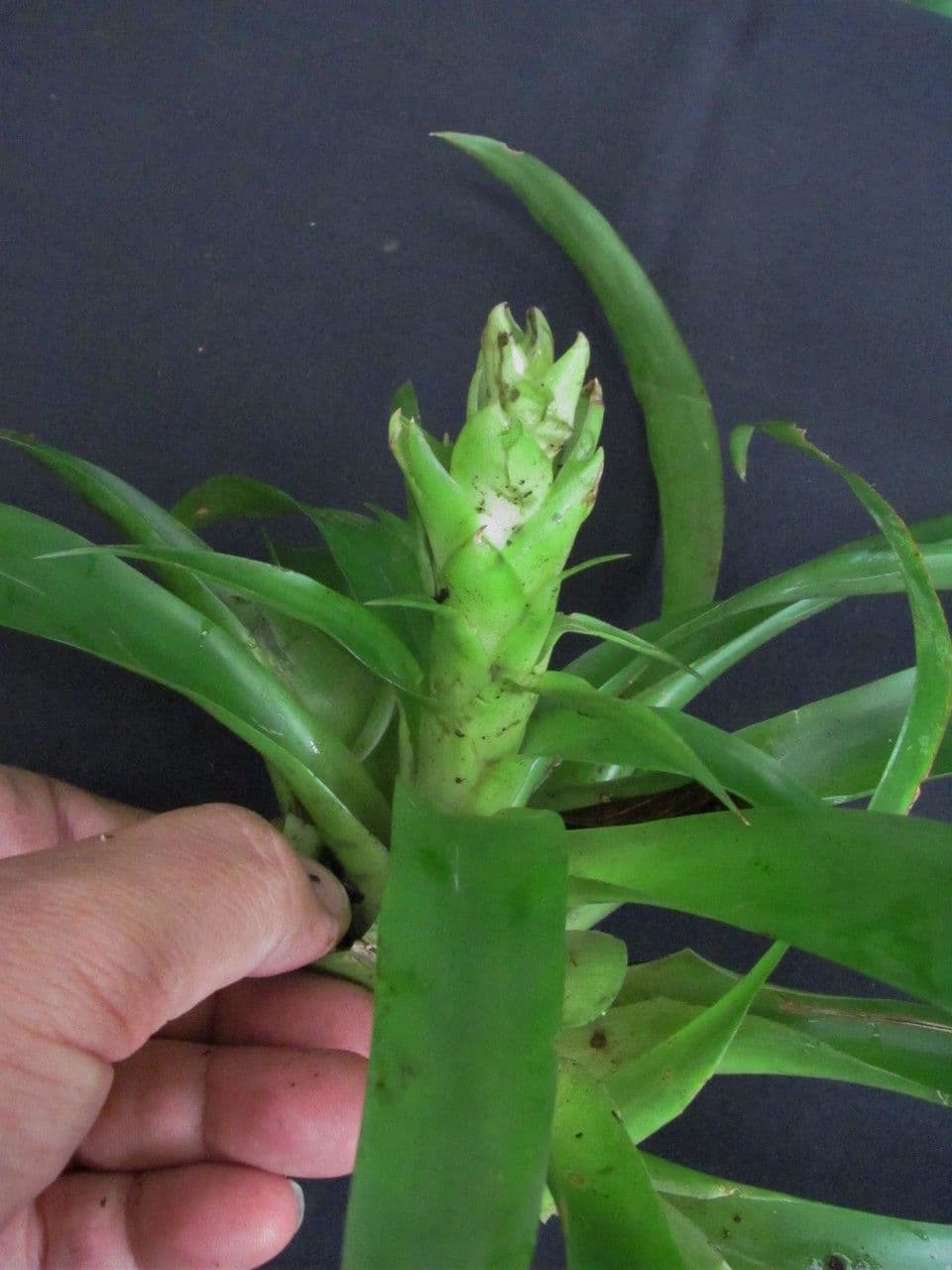 Vriesea eliconioide 18