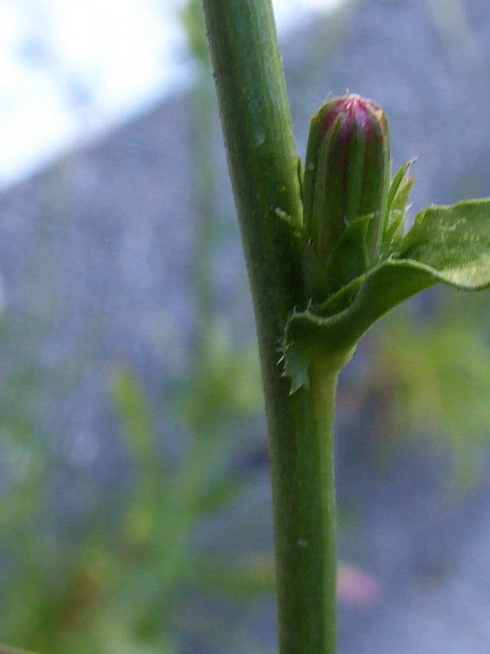 Cicoria comune 30