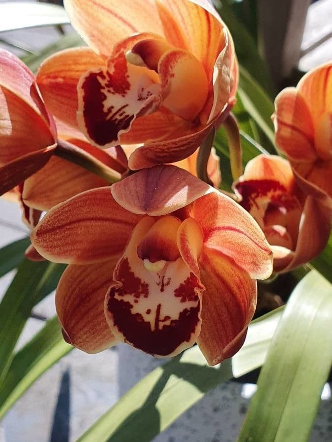 Cymbidium 5
