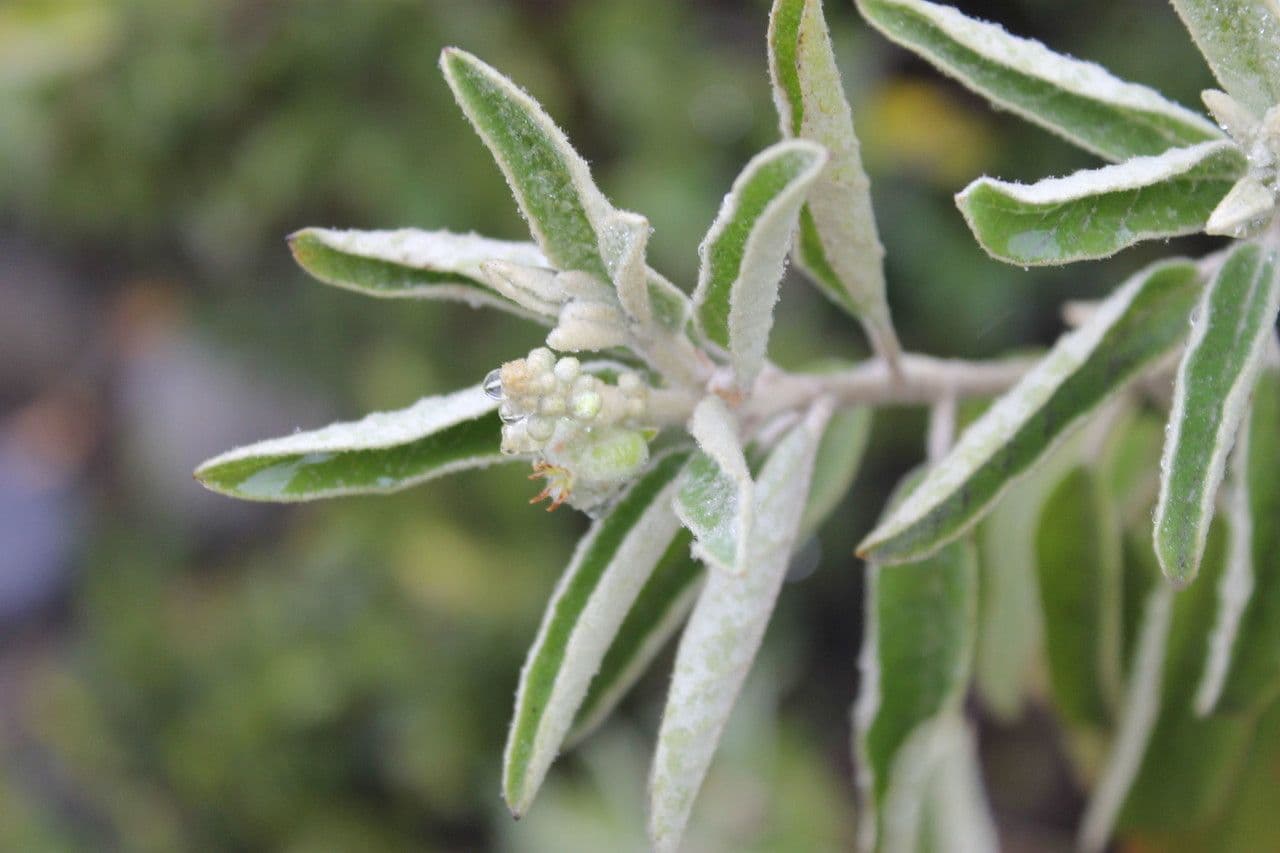 Torrey's croton