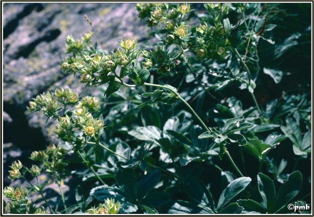 Potentilla valderiana 4