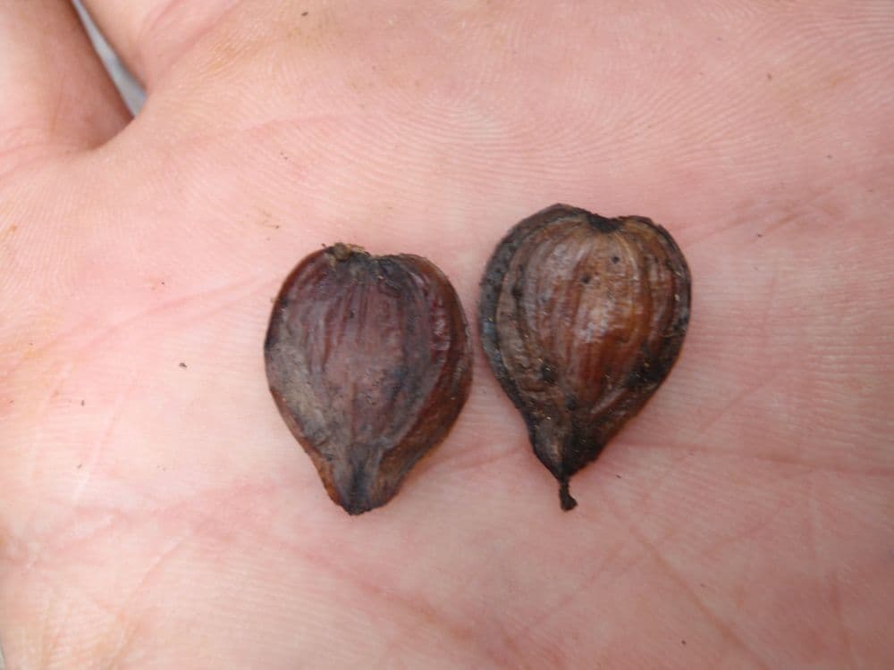 Nothofagus 4