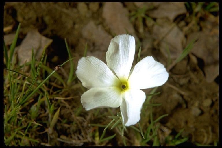Linanthus 3