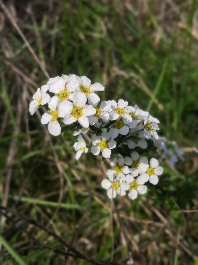 Spirea ipericifolia
